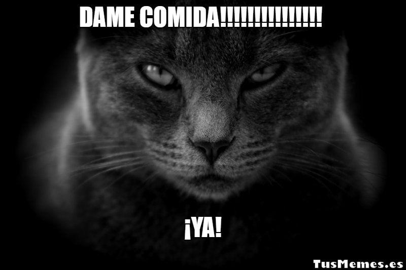 Meme Gato negro - DAME COMIDA!!!!!!!!!!!!!!! - ¡YA!