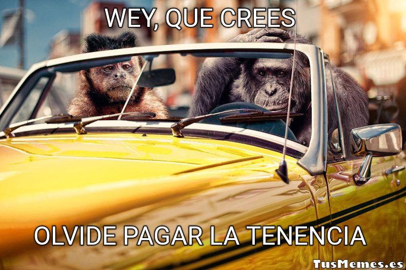 Meme Monos conduciendo - Wey, que crees - Olvide pagar la tenencia